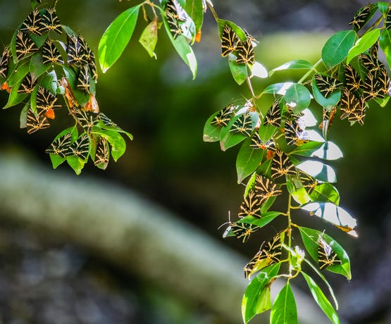 Butterflies arrive every spring to Rhodes