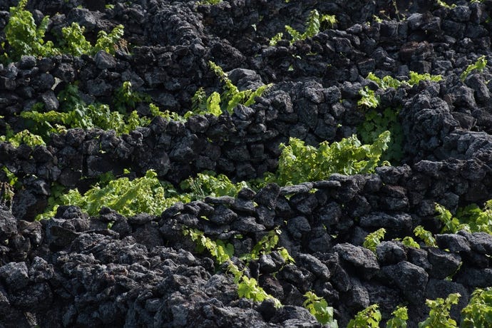 Fire creates life: lava stones and vines