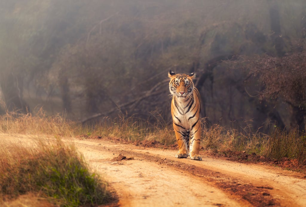 Honeymoon in Rajasthan, India