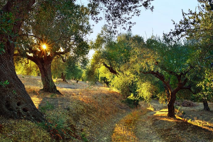 Olive trees in Kalamata
