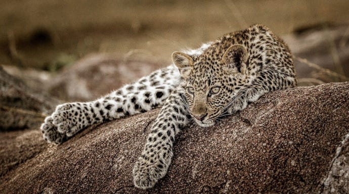 A leopard resting prior to its evening hunt