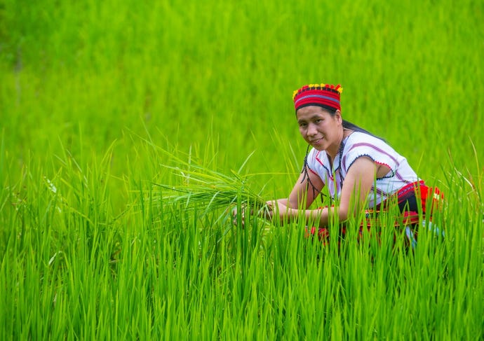 The terraces were built over 2,000 years ago by the Ifugao people