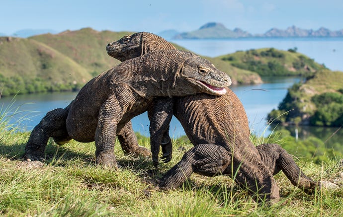 Komodo dragons fighting for domination of the island