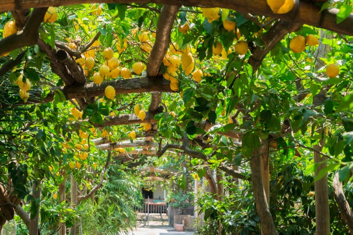 Sorrento is famous for its lemons
