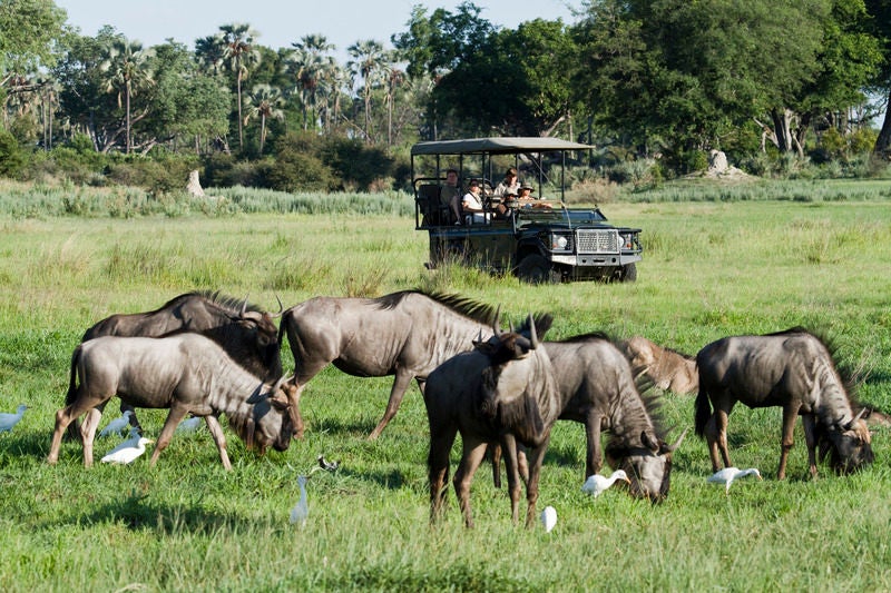 Elevated wooden safari lodge with thatched roof, overlooking expansive grasslands and a natural water hole in Botswana's bush