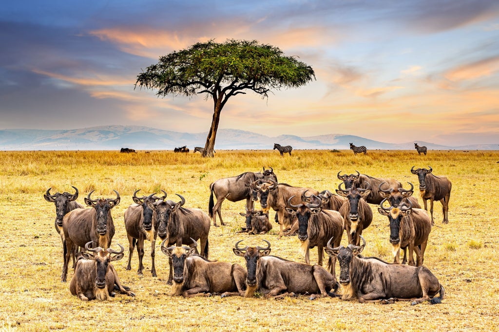 Sweeping aerial view of Maasai Mara's golden savanna at sunset, with acacia trees casting long shadows and luxury safari tents nestled below