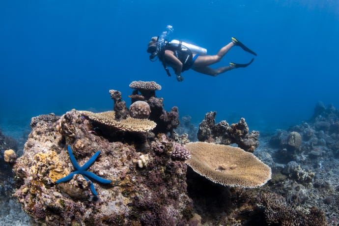 See incredible underwater life around Phuket
