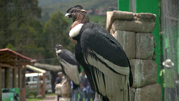 Condor Huasi Conservation Center
