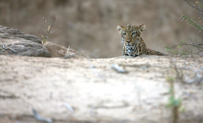 Sarara is a hot spot for leopard sightings