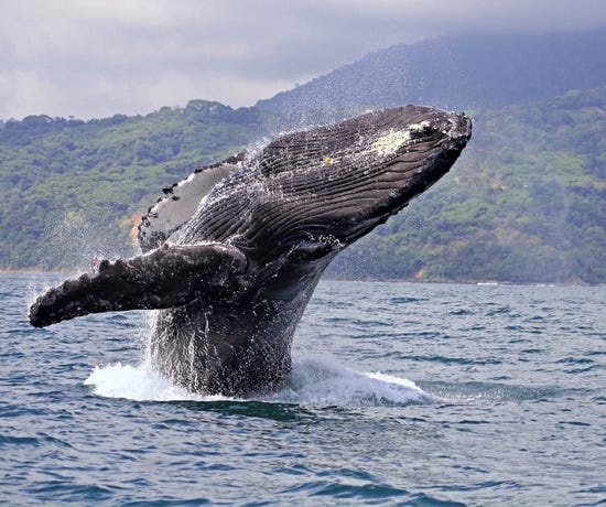 ...to massive humpback whales