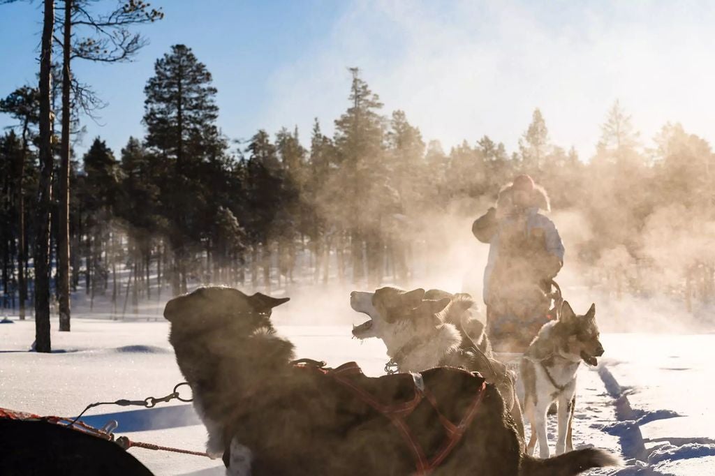 Luxurious husky sledding adventure across pristine Finnish snowscape, with majestic huskies pulling sleigh against breathtaking winter wilderness backdrop