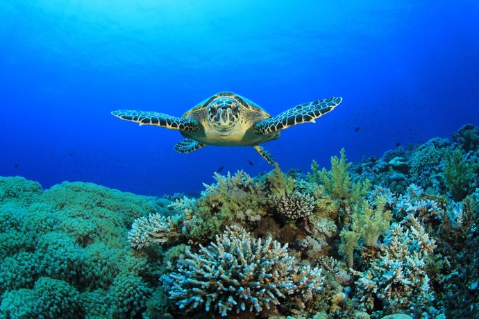 Amazing visibility only adds to the appeal of the local dive sites