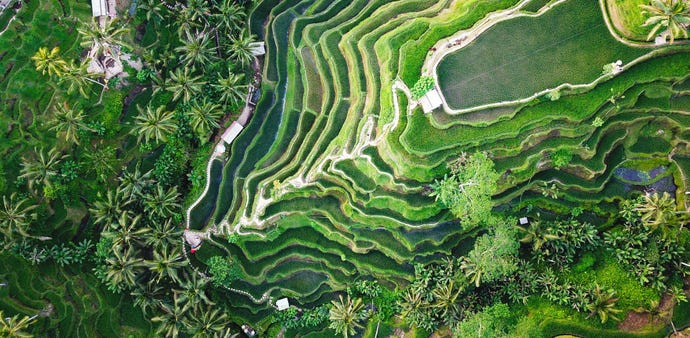 Rice paddies on the island of Bali
