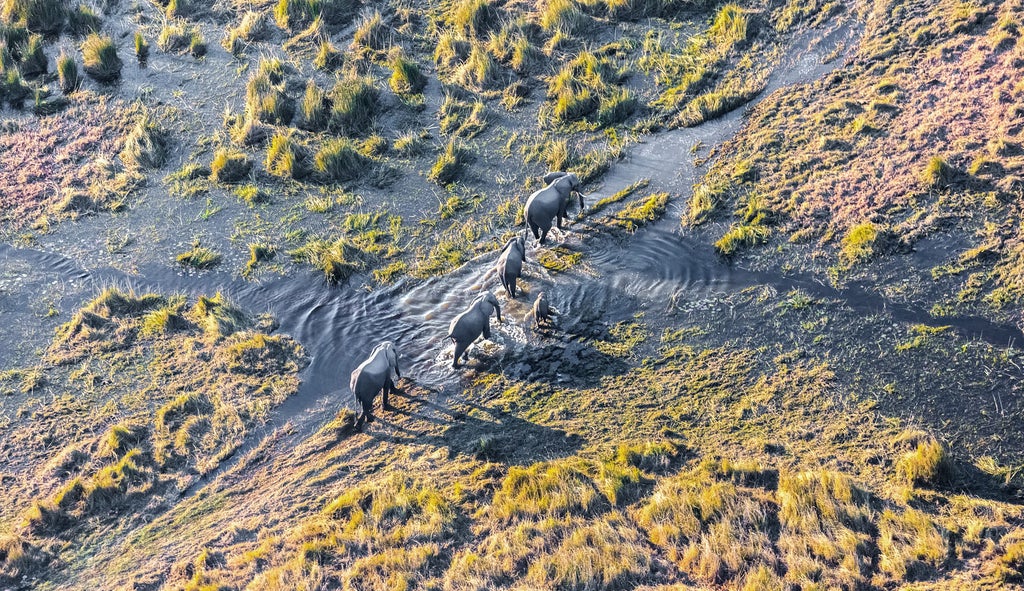 Aerial view of pristine Okavango Delta waterways weaving through lush grasslands, with palm-fringed islands and crystal-clear channels