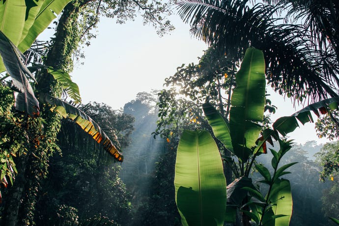 The jungles of Ubud
