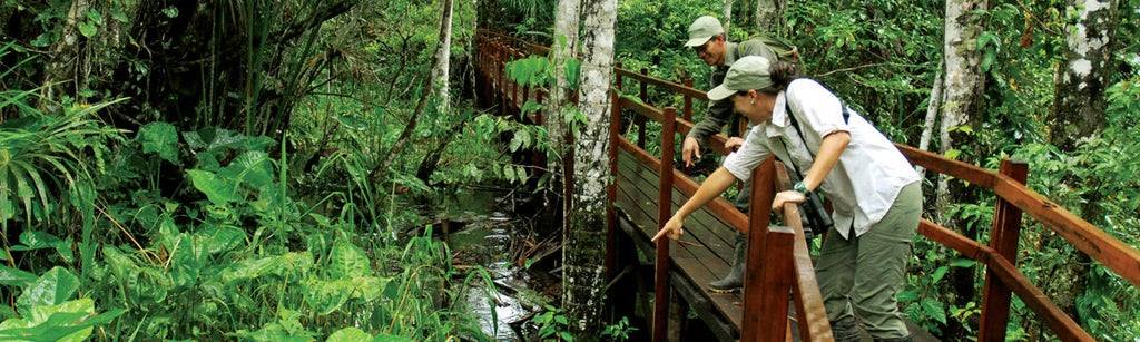 Luxurious eco-lodge in Peruvian Amazon rainforest featuring elevated wooden walkways connecting thatched-roof cabanas amid lush foliage