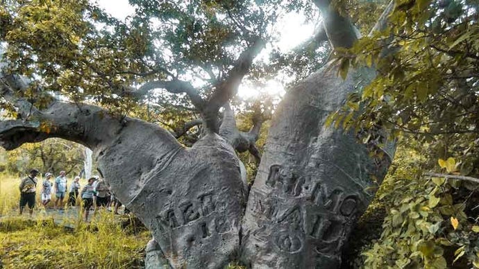 The famous baobab of Careening Bay
