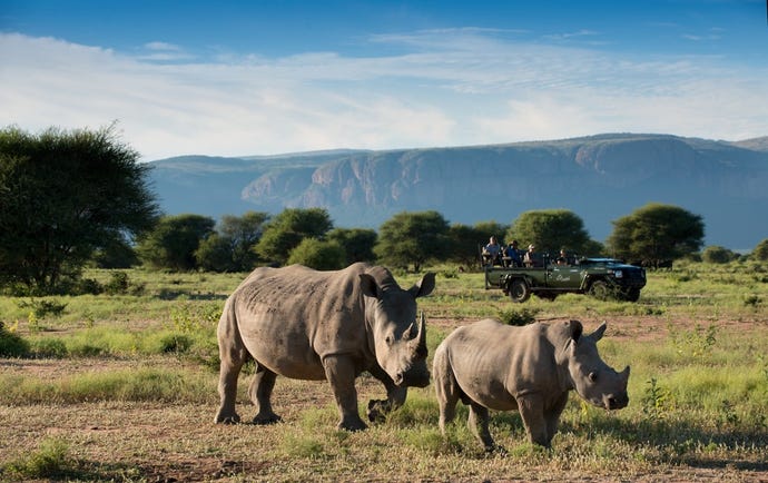 On safari in Marakele National Park