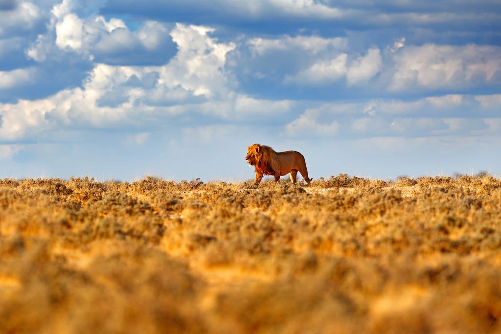 Experience the Wilderness of Africa on the Okavango Delta, Botswana