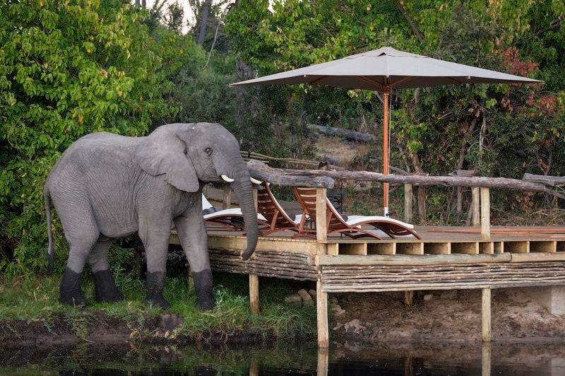 Luxurious raised safari tent with private deck overlooking the Okavango Delta, surrounded by lush acacia trees and golden grasslands