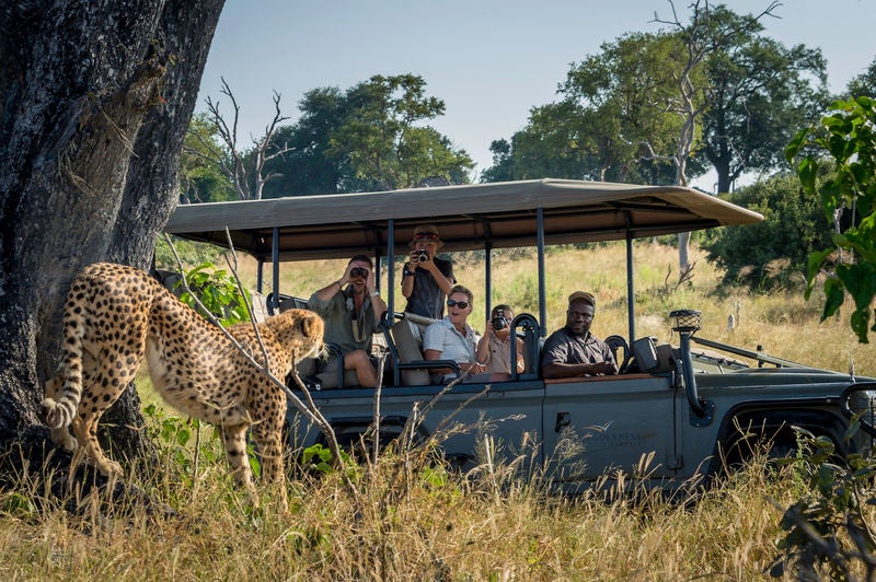 Elevated luxury safari tent overlooking pristine wetlands, thatched roof blending with lush delta landscape at sunset in Botswana