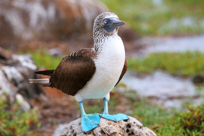 Blue-footed booby is just one of many bird species
