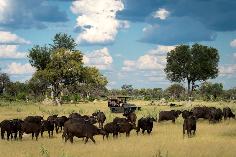 Elevated luxury safari tent overlooking tranquil Okavango Delta waters, with private deck and canvas roof nestled among lush palms