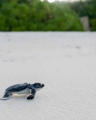 Join the Six Senses Zil Pasyon turtle team on the beach to see a wonder of nature.
