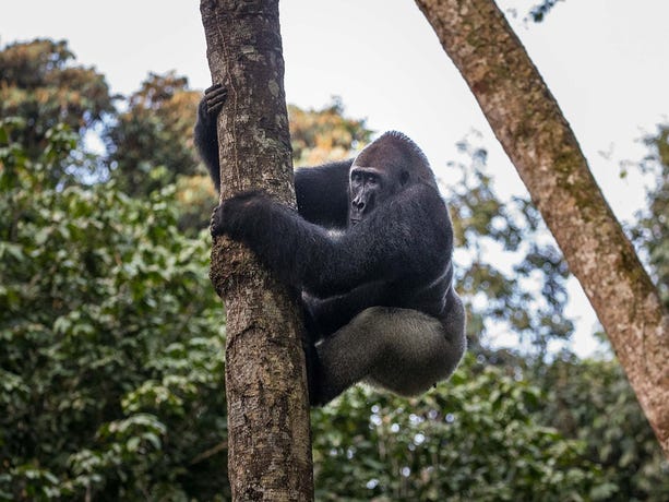 Observe the tree-loving Western Lowland Gorilla