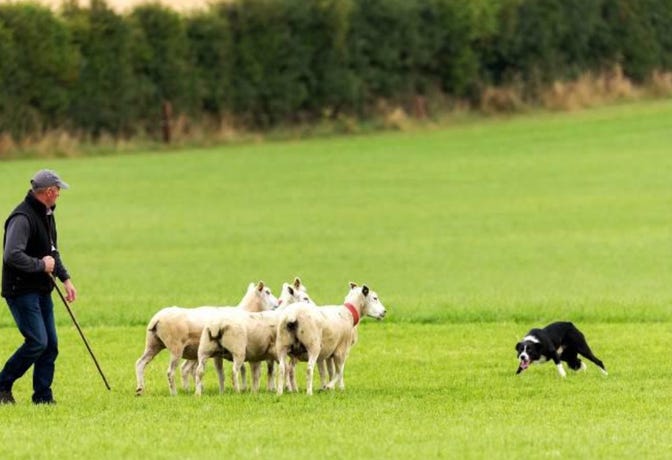 Sheepdog Trials
