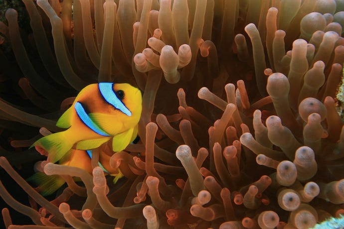 Find Nemo in the coral reefs