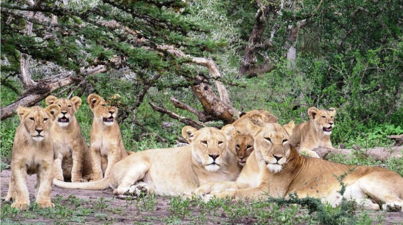 Follow the large prides of lions following the wildebeest migration for their daily meals