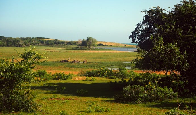 Buffalo in the distance at Yala National Park