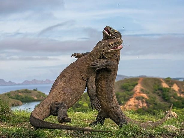 Komodo Dragons
