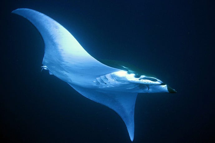 The underwater mountain, Princess Alice Bank, is a meeting point for Mobular rays