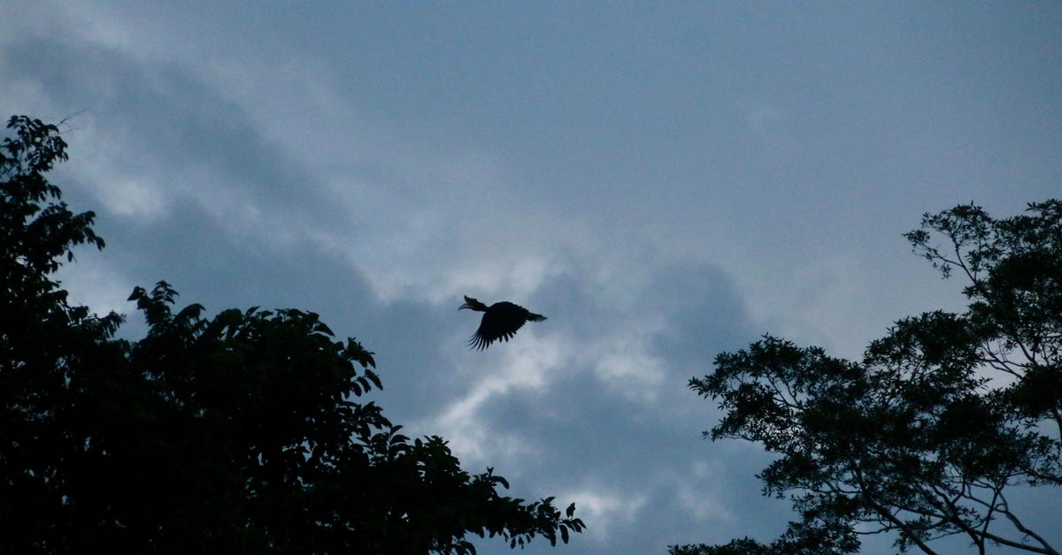 More Danum Valley