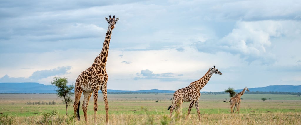 Traditional tented safari lodge with elevated canvas suites overlooking a scenic Tanzanian savanna at golden hour, acacia trees dotting horizon