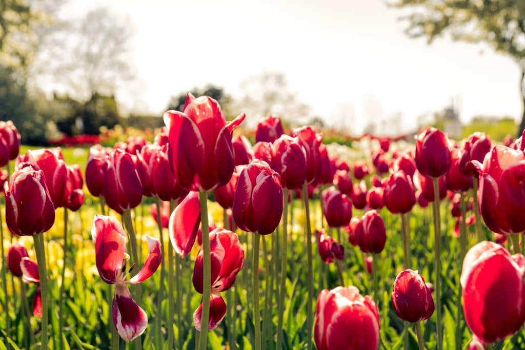 Vibrant rows of pink, purple, and yellow tulips stretch across lush Dutch countryside, with a stylish traveler wandering through the colorful, blooming landscape