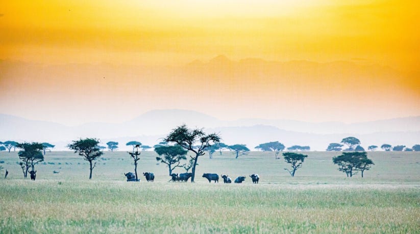 Iconic views over the Serengeti plains