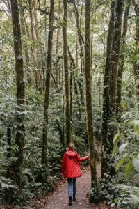 Luxury eco-lodge nestled in lush Costa Rican cloud forest, featuring elegant wooden architecture, verdant greenery, and panoramic mountain views at Scenset Monteverde Hotel