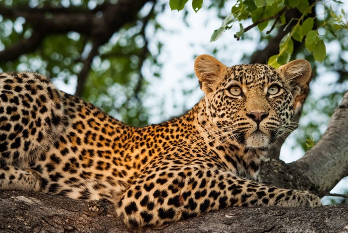 A leopard scanning its surroundings prior to its evening hunt
