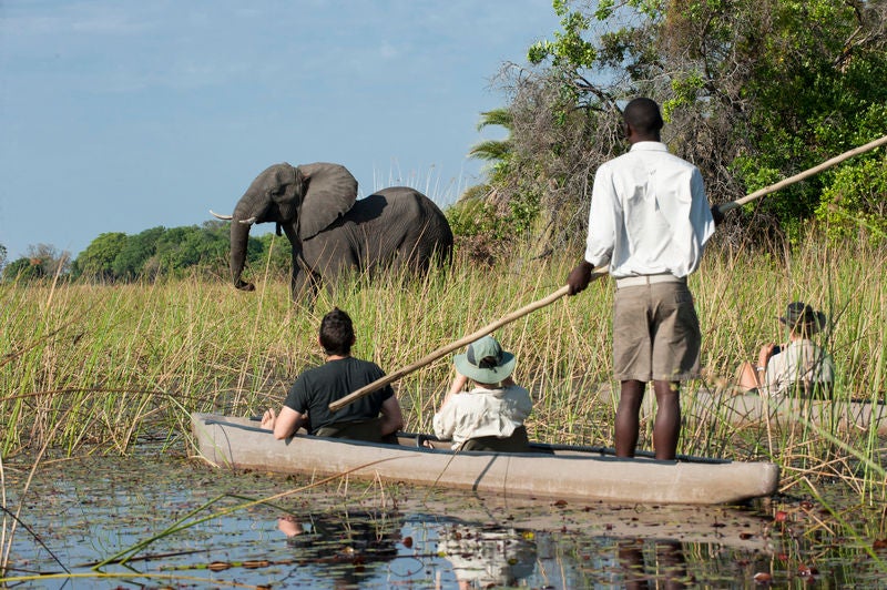 Elevated wooden walkways connect luxury safari suites nestled among palm trees overlooking pristine Okavango Delta wetlands