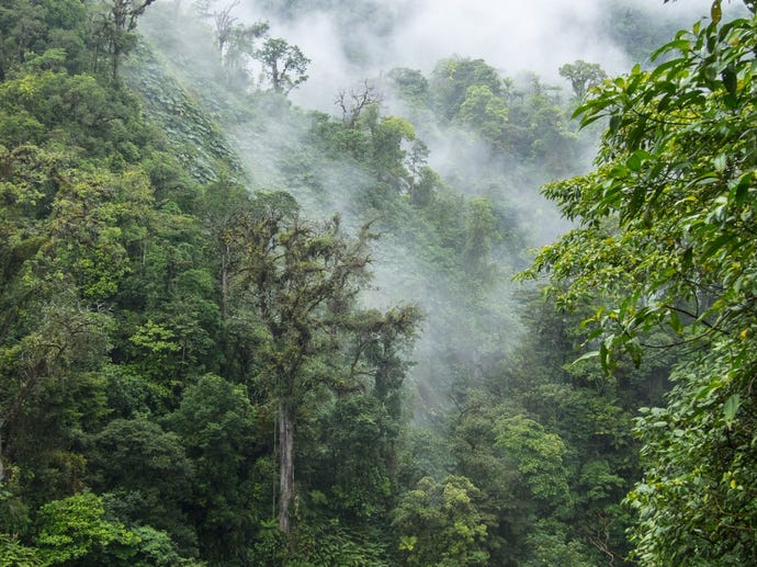 Back to nature in Costa Rica's cloud forests