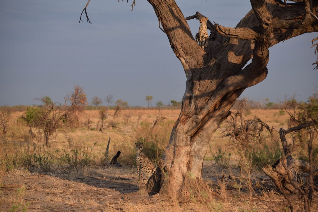 Modern safari lodge with elevated timber walkways connecting luxury tented suites overlooking a tranquil Okavango Delta lagoon