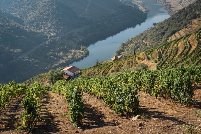 Vineyards hug the hillside adjacent to the Douro River