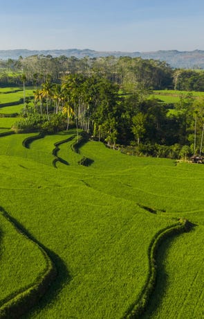 Rice terraces like Bali