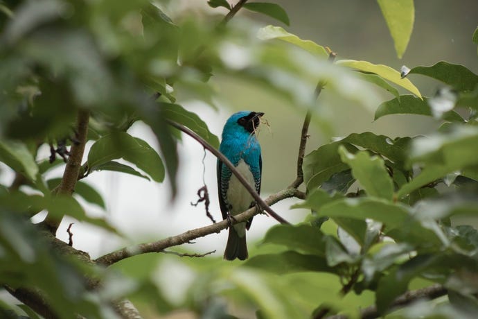 A flash of color in the jungle