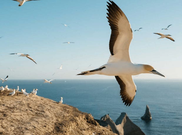 Gannets at sunrise
