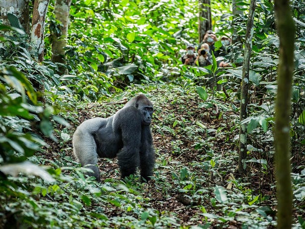 Out on a gorilla trek