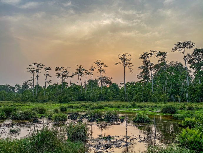 The swampy clearing around Lango Camp is teeming with wildlife